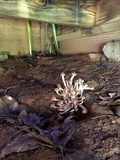 Desarmillaria tabescens image