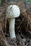 Amanita magniradix image