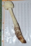 Amanita magniradix image