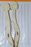 Amanita magniradix image