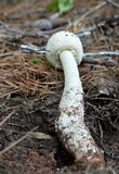 Amanita magniradix image
