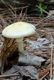 Amanita velatipes image