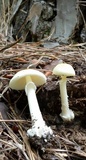 Amanita velatipes image