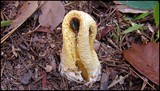 Clathrus columnatus image
