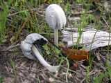 Coprinellus flocculosus image