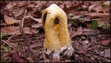 Clathrus columnatus image