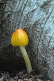 Amanita banningiana image