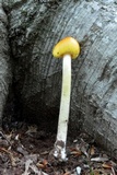 Amanita banningiana image