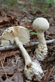 Amanita daucipes image