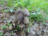 Coprinopsis acuminata image