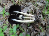 Coprinopsis acuminata image