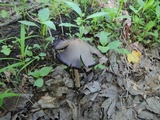 Coprinopsis acuminata image