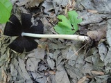 Coprinopsis acuminata image