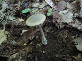 Amanita sinicoflava image