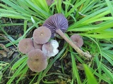 Laccaria amethystina image