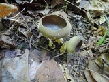 Helvella solitaria image
