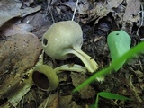Helvella solitaria image