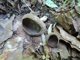 Helvella solitaria image