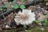 Megacollybia rodmanii image