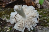 Megacollybia rodmanii image