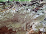 Image of Antrodia morganii