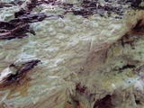 Antrodia morganii image