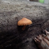 Pleuroflammula subsulphurea image