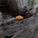 Pleuroflammula subsulphurea image