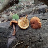 Pleuroflammula subsulphurea image