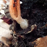 Pseudocolus fusiformis image