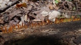 Calocera cornea image