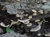 Hohenbuehelia angustata image
