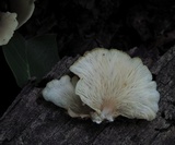Hohenbuehelia angustata image
