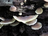 Hohenbuehelia angustata image