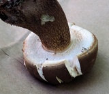 Tylopilus felleus image