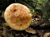 Amanita amerirubescens image