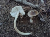 Amanita solaniolens image