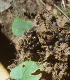 Boletinellus merulioides image