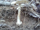 Amanita solaniolens image