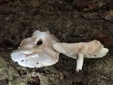 Pluteus petasatus image