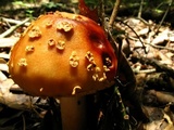 Amanita amerirubescens image