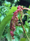 Taphrina deformans image