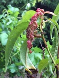 Taphrina deformans image