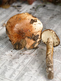 Tricholoma dryophilum image