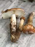 Tricholoma dryophilum image