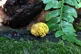 Entonaema liquescens image