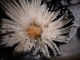 Coprinellus flocculosus image
