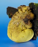 Entonaema liquescens image