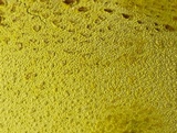 Entonaema liquescens image