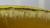 Entonaema liquescens image